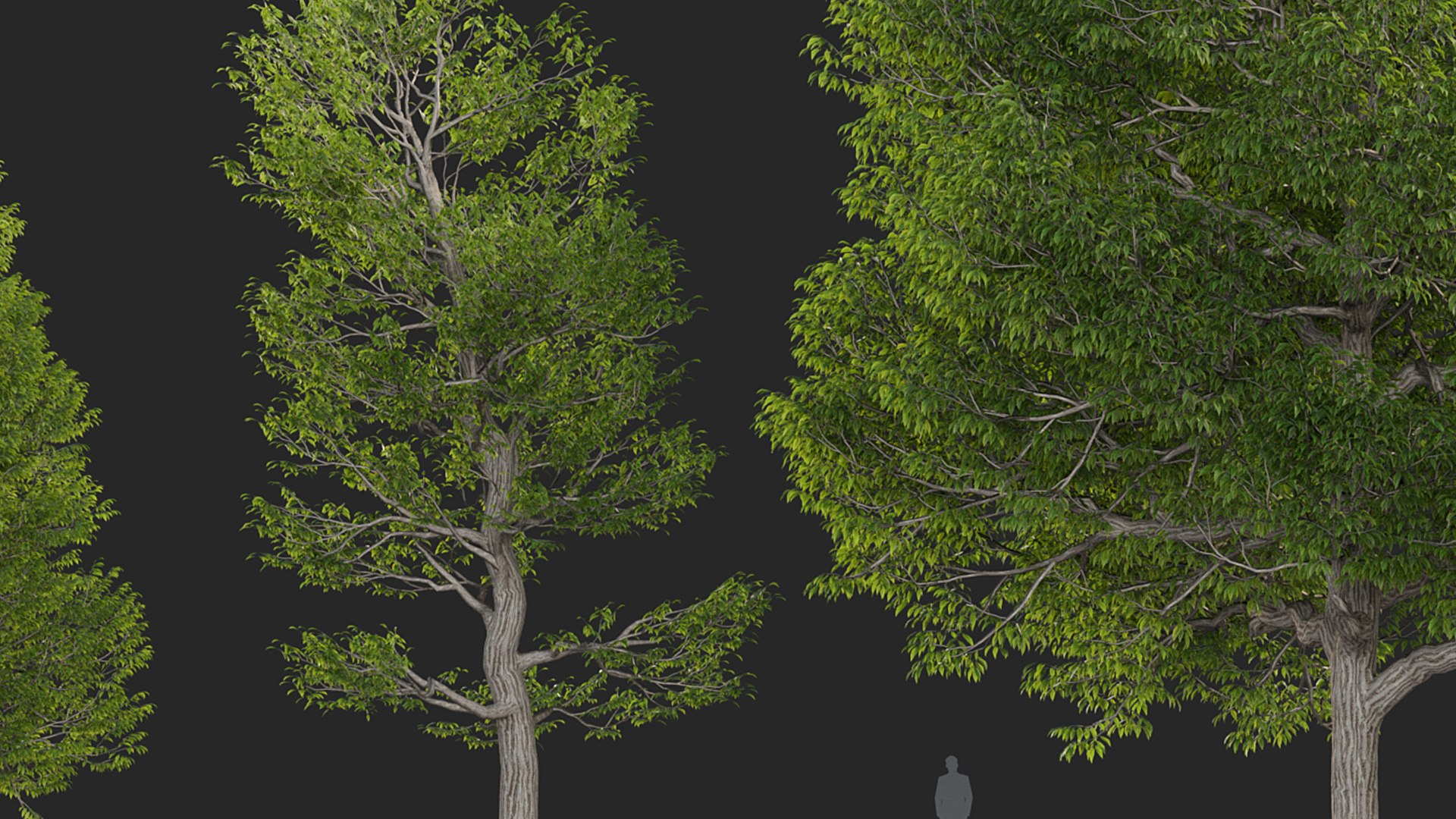 3D Castanea dentata 3D model https://p.turbosquid.com/ts-thumb/hQ/67S3BY/Nf/gd_v14_castanea_dentata_06/jpg/1786170702/1920x1080/fit_q87/4390d429303e577260fb24fd54392bba92f11d00/gd_v14_castanea_dentata_06.jpg