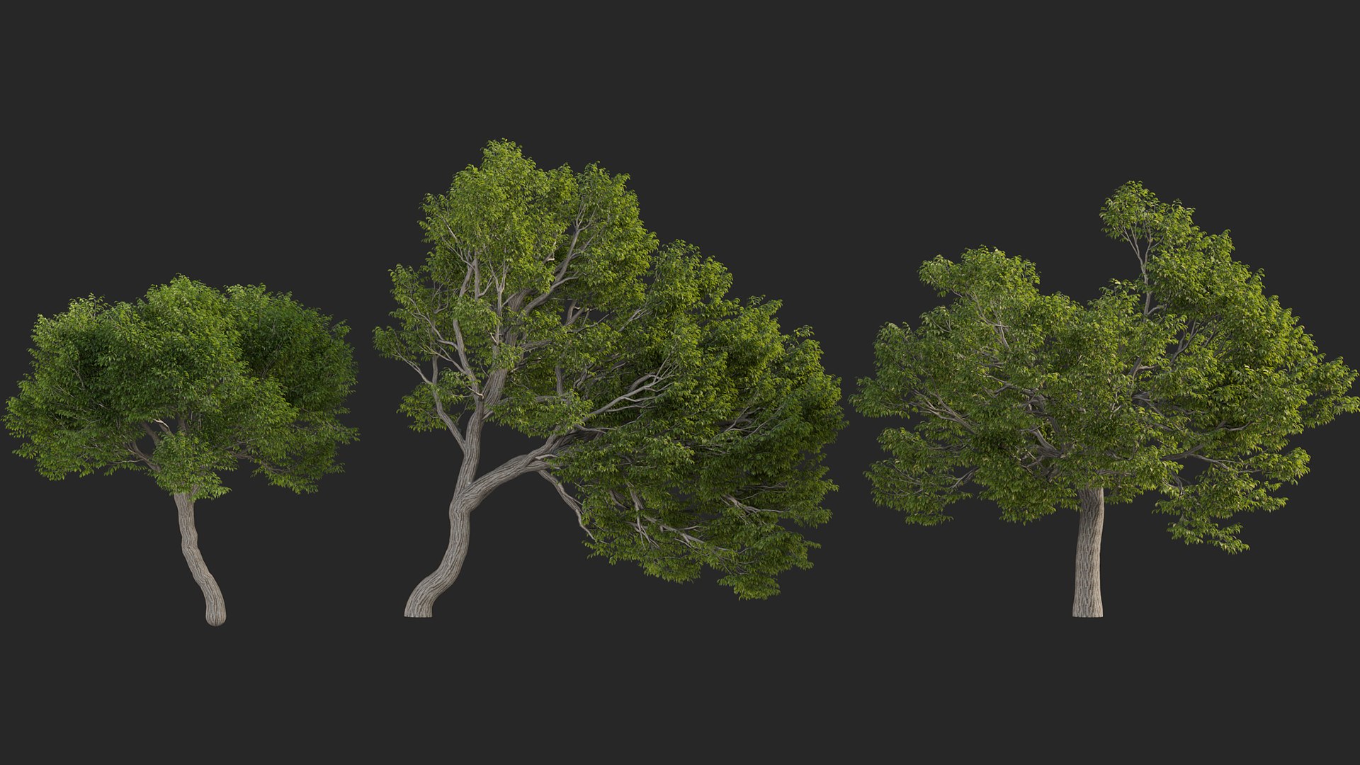 3D Castanea dentata 3D model https://p.turbosquid.com/ts-thumb/hQ/67S3BY/QM/gd_v14_castanea_dentata_03/jpg/1786167293/1920x1080/fit_q87/72e37ada442143c4b8165a72b7752f4783f49ea8/gd_v14_castanea_dentata_03.jpg