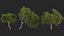 Castanea dentata 3D model