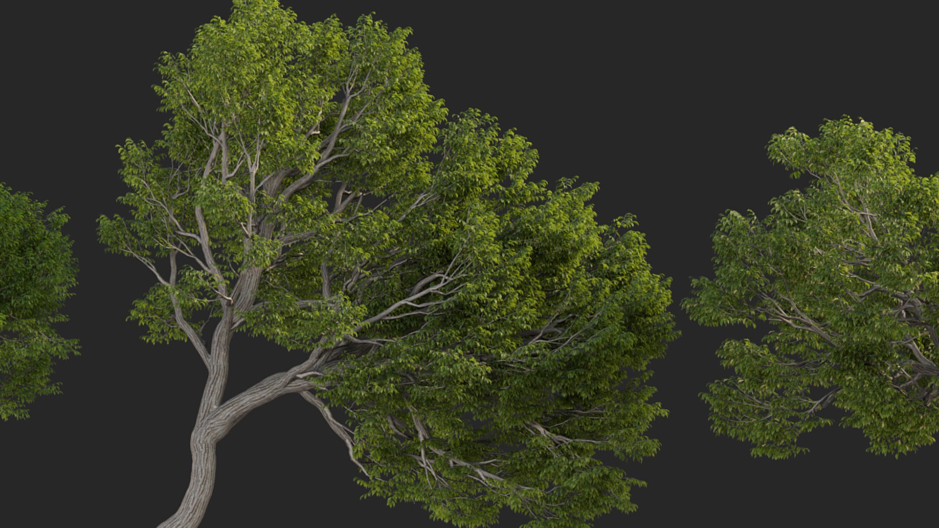 3D Castanea dentata 3D model https://p.turbosquid.com/ts-thumb/hQ/67S3BY/ik/gd_v14_castanea_dentata_07/jpg/1786170701/1920x1080/fit_q87/157a736f671bdbcaf7632fcdb9d571fdb65d3c26/gd_v14_castanea_dentata_07.jpg