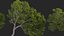 Castanea dentata 3D model