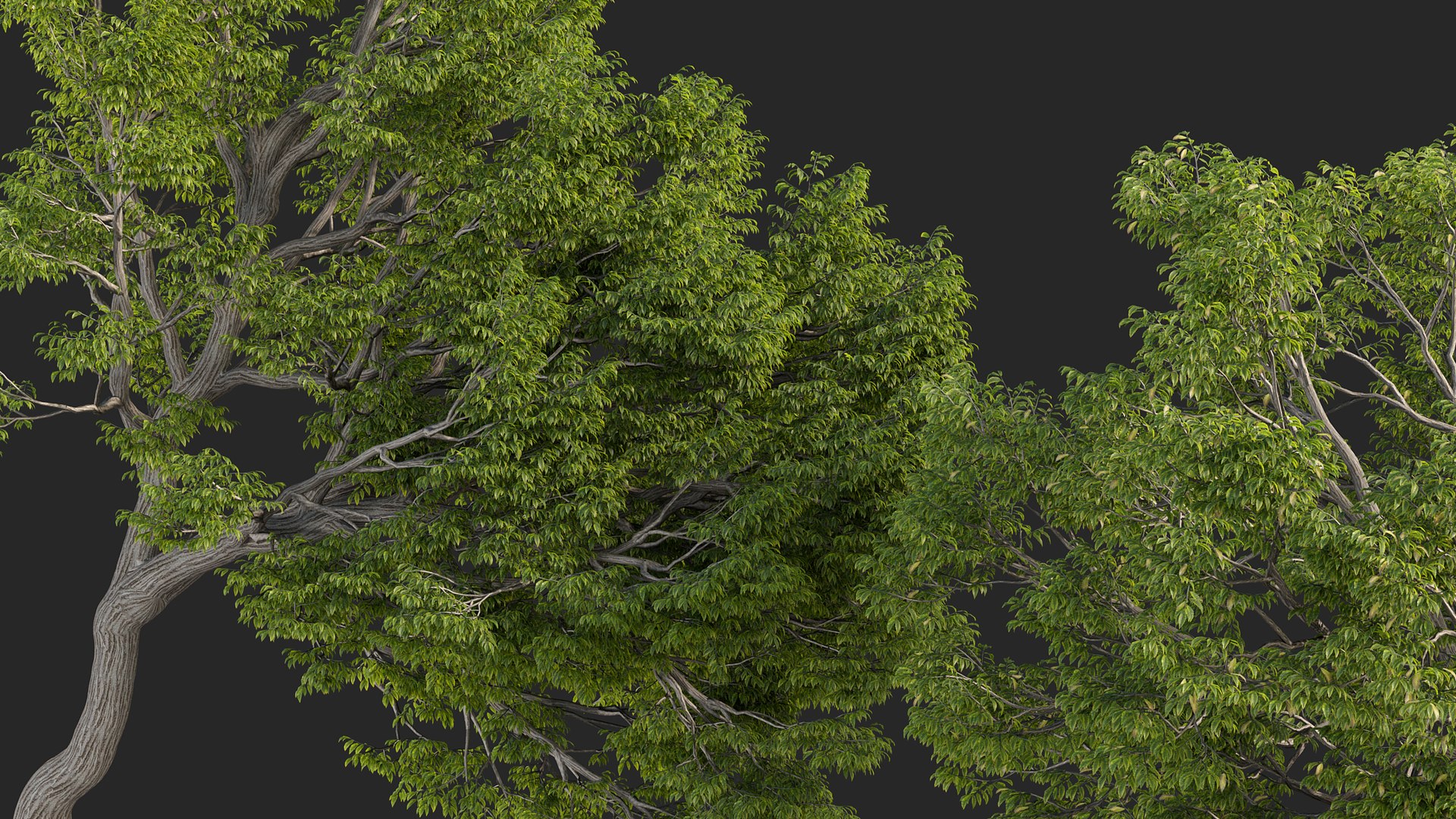 3D Castanea dentata 3D model https://p.turbosquid.com/ts-thumb/hQ/67S3BY/lj/gd_v14_castanea_dentata_04/jpg/1786167292/1920x1080/fit_q87/80df4209969aeece09e2aee7ed1f9da4f3a2f32f/gd_v14_castanea_dentata_04.jpg
