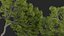 Castanea dentata 3D model