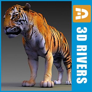 endangered siberian tiger amur 3d model