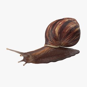 Grove snail 01