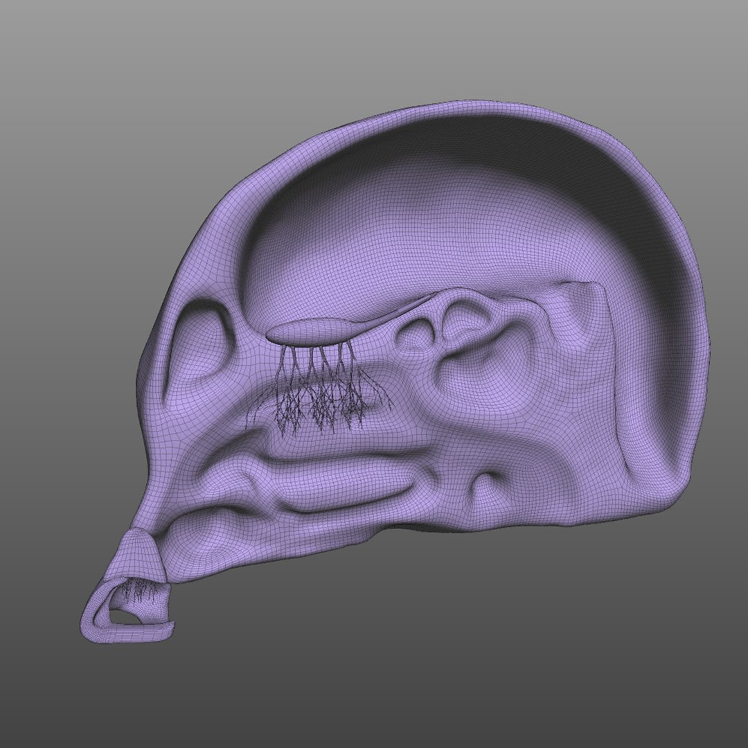 head human nose 3D model https://p.turbosquid.com/ts-thumb/hQ/JXYwOV/hUgVlU9p/wire1/jpg/1583795348/1920x1080/fit_q87/d683c94e7caea7d296e986ab86fe0d8e202e1bb3/wire1.jpg