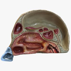 head human nose 3D model