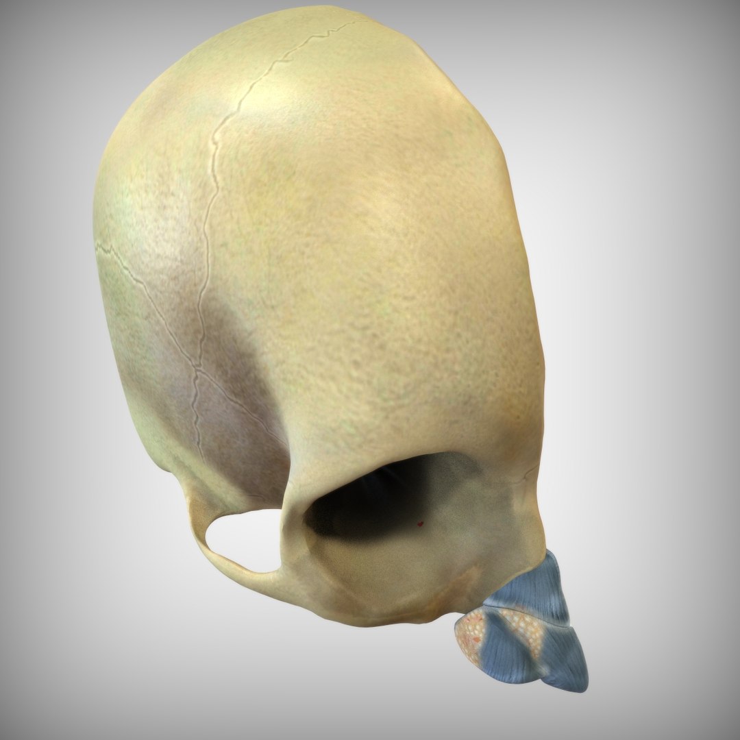 head human nose 3D model https://p.turbosquid.com/ts-thumb/hQ/JXYwOV/u23yrsF2/view3/jpg/1583795348/1920x1080/fit_q87/a8d87b465b64f6a2bc8c879c432171056bdfc750/view3.jpg