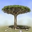 Set di alberi di drago