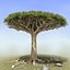 Set di alberi di drago