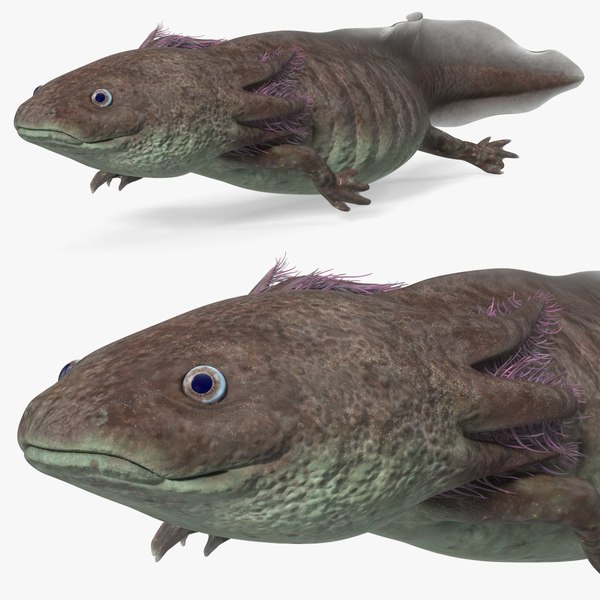 Ambystoma Mexicanum 3D model