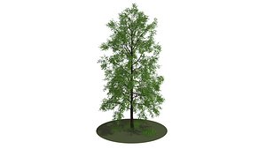 big tree 3D