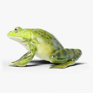 American Bullfrog - Rigged