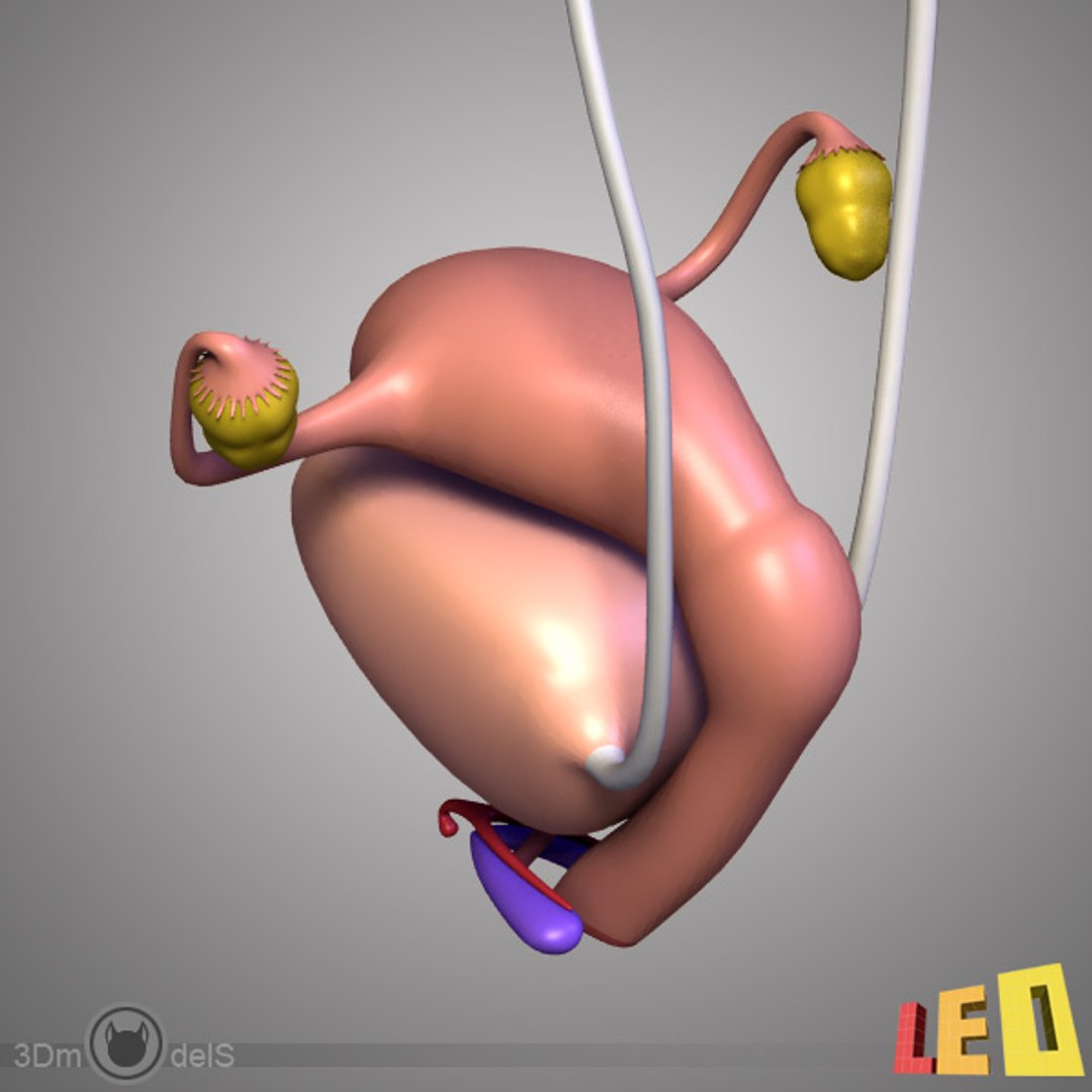 3d female body urogenital model https://p.turbosquid.com/ts-thumb/hQ/iULxET/78oo4SN4/urogenital_08/jpg/1323528088/1920x1080/fit_q87/4f89631c43aeb8f0bb7487d87232660ac9d80047/urogenital_08.jpg