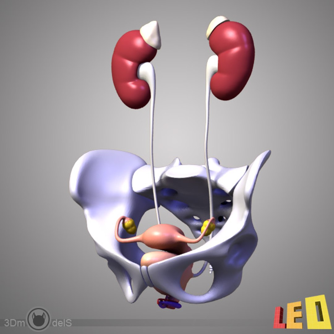 3d female body urogenital model https://p.turbosquid.com/ts-thumb/hQ/iULxET/DGu5LvpI/urogenital_02/jpg/1323528088/1920x1080/fit_q87/42f13e6f68c8f977f08dec0b5629c5a5dff98990/urogenital_02.jpg