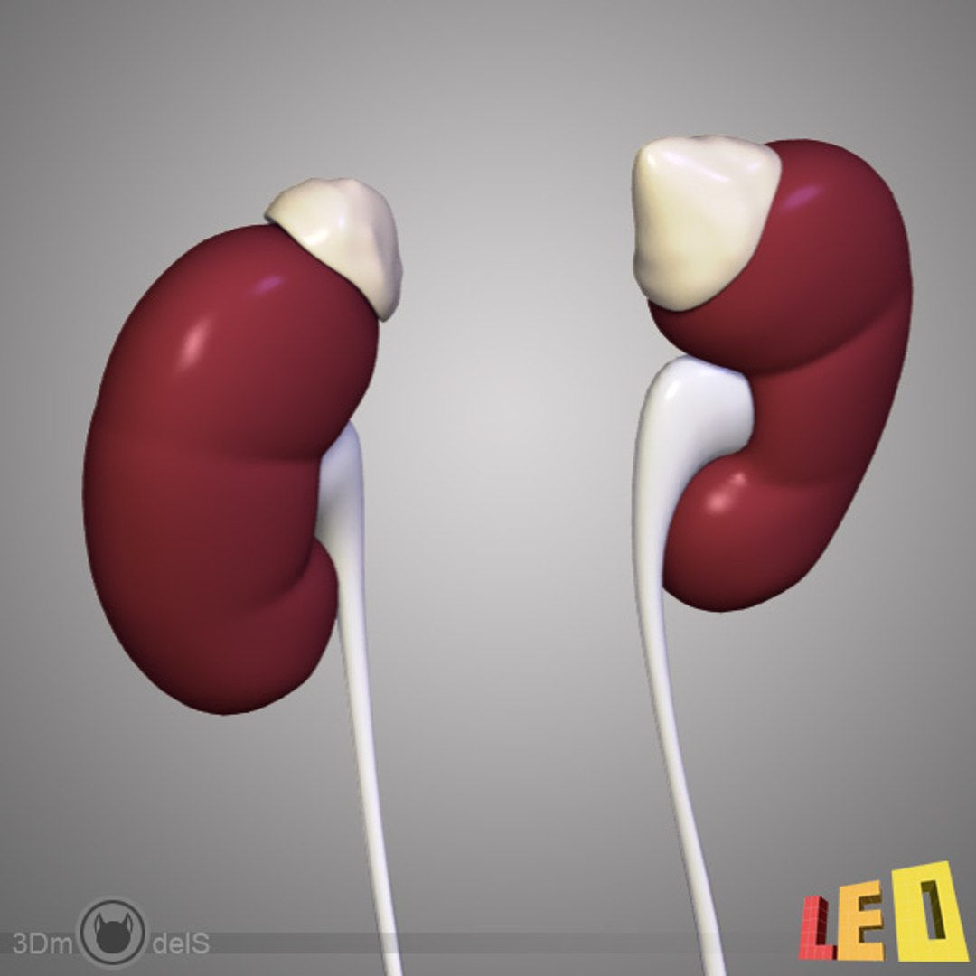 3d female body urogenital model https://p.turbosquid.com/ts-thumb/hQ/iULxET/FprQClO4/urogenital_09/jpg/1323528088/1920x1080/fit_q87/b3078cfe302a808e17f1ed6652faf5273ed4663f/urogenital_09.jpg