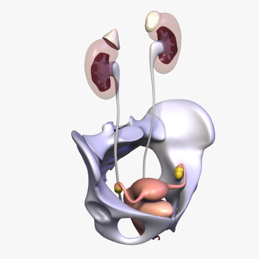 3d female body urogenital model https://p.turbosquid.com/ts-thumb/hQ/iULxET/ahcyKYHo/scene/jpg/1323467154/1920x1080/turn_fit_q99/6855650210a41edbd814005630eb992474cf0abc/scene-1.jpg