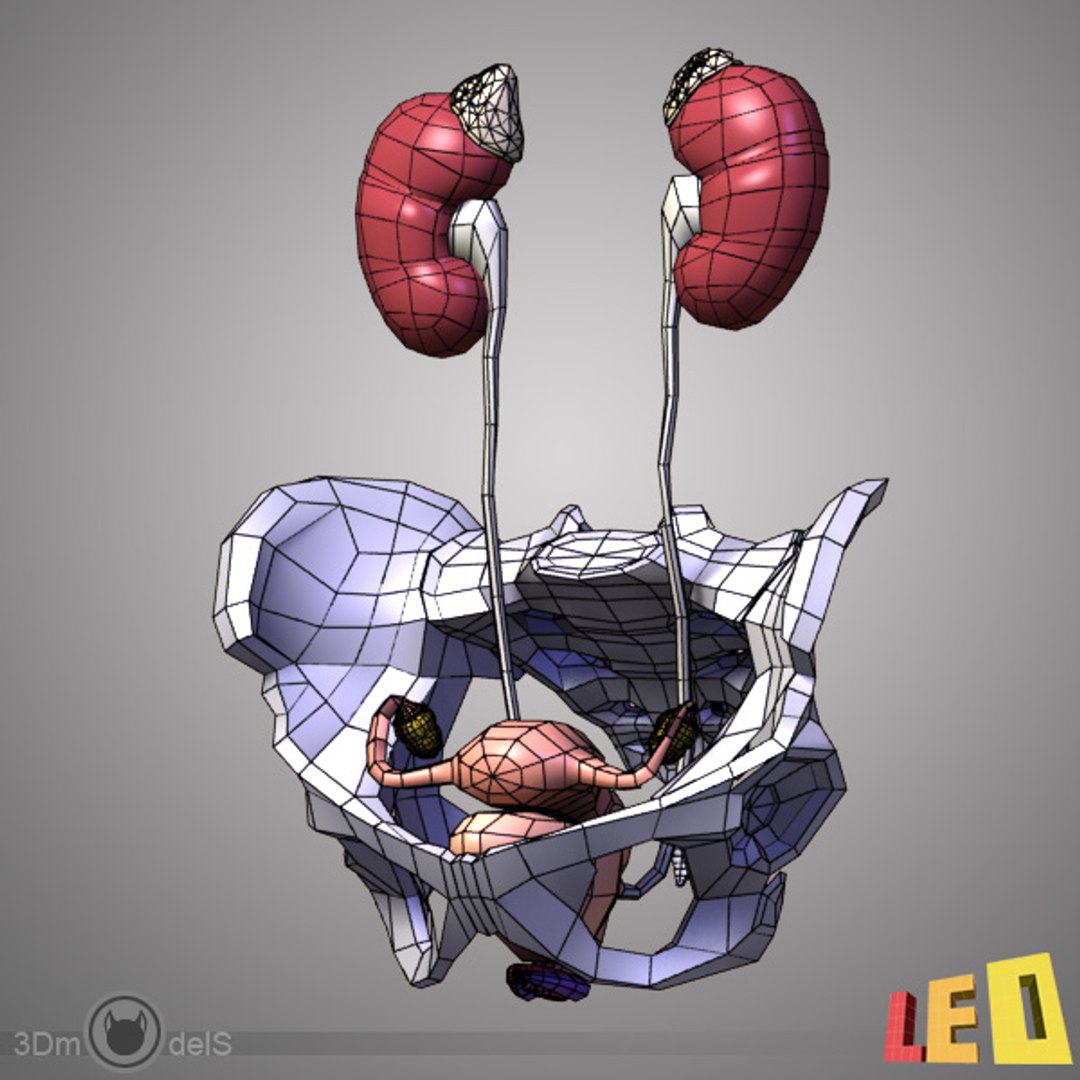 3d female body urogenital model https://p.turbosquid.com/ts-thumb/hQ/iULxET/bxONwUWI/urogenital_03/jpg/1323528088/1920x1080/fit_q87/901635169cbb162d55882a19fee8cc0520f8f64f/urogenital_03.jpg