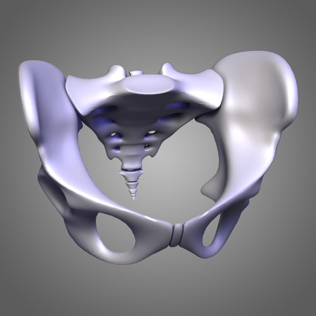 3d female body urogenital model https://p.turbosquid.com/ts-thumb/hQ/iULxET/njrbwCyi/urogenital_093/jpg/1323528088/1920x1080/fit_q87/63438dfdc26cb60aa32665cd5b1d8e3240757d23/urogenital_093.jpg