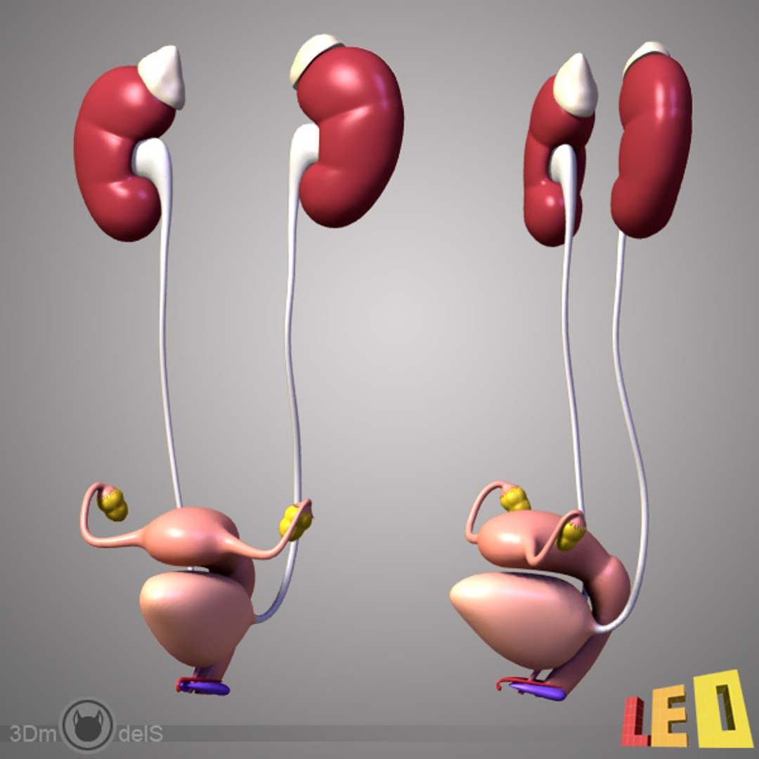 3d female body urogenital model https://p.turbosquid.com/ts-thumb/hQ/iULxET/qr7NvZpS/urogenital_06/jpg/1323528088/1920x1080/fit_q87/2093f24b6d7b827f24284668a65f416c8f12224c/urogenital_06.jpg