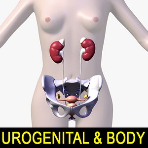 3d female body urogenital model