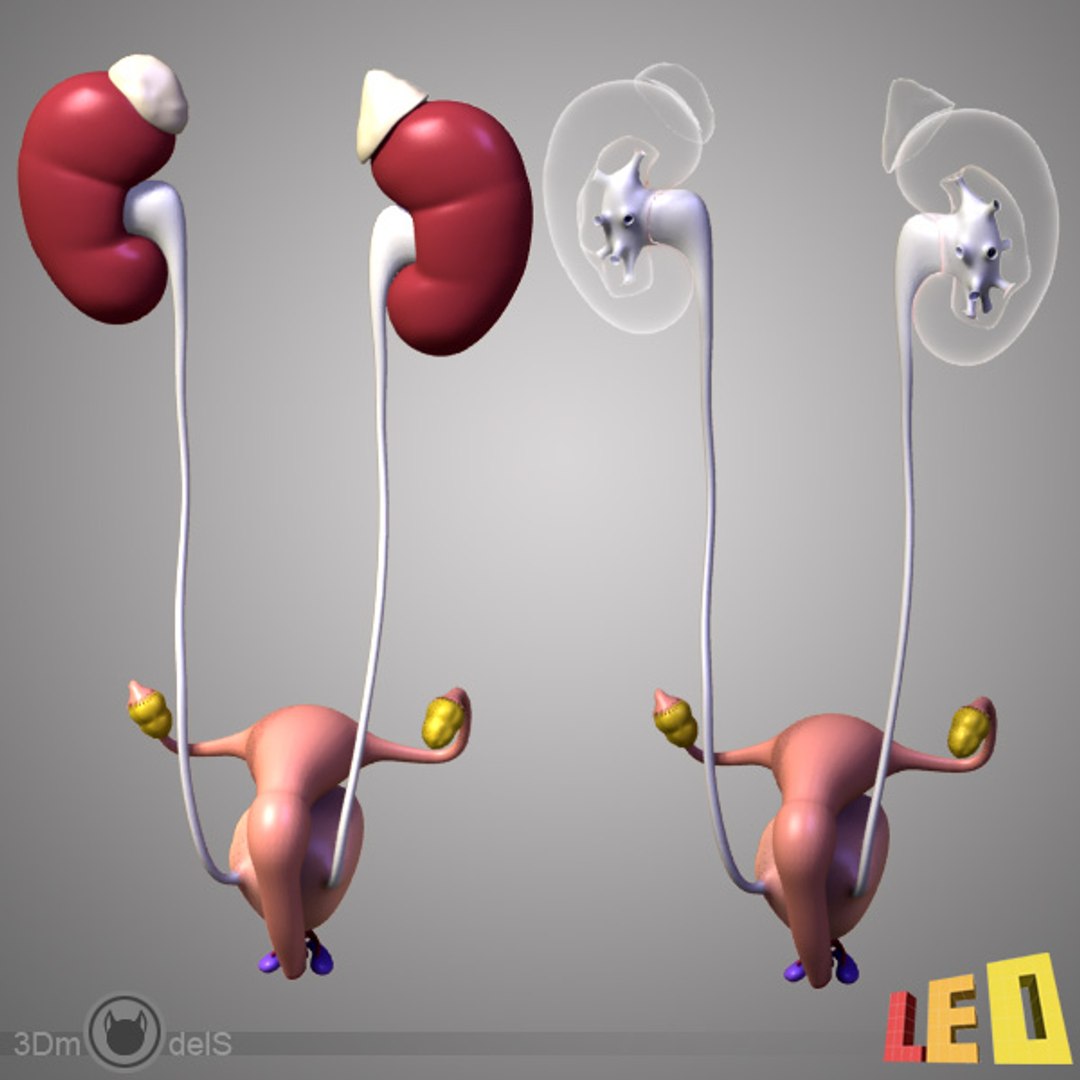 3d female body urogenital model https://p.turbosquid.com/ts-thumb/hQ/iULxET/wJUdP4Ej/urogenital_07/jpg/1323528088/1920x1080/fit_q87/5805cb24a86892281eaca018d009f20fbaa12e46/urogenital_07.jpg
