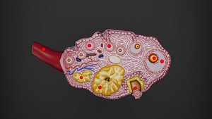 3D model Human Anatomy-Ovary