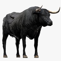 Bull Cow (NoFur) (Rigged)