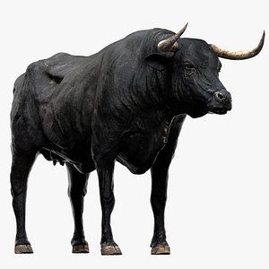 Bull Cow (NoFur) (Rigged)