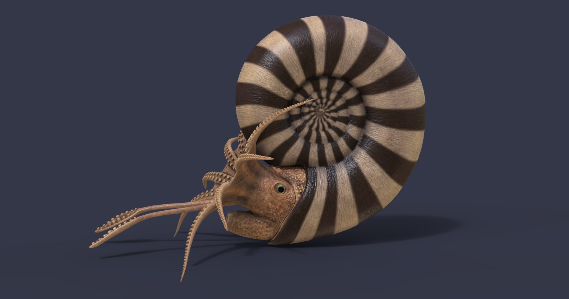 Ammonite 3D Model - TurboSquid 1641134