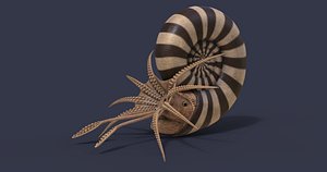 ammonite 3D model