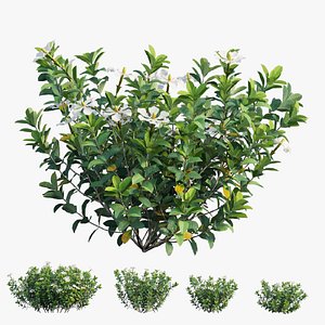 3D Gardenia angustifolia Merr plant set 12 model
