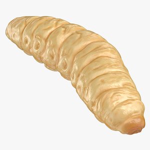 Maggot Crawling