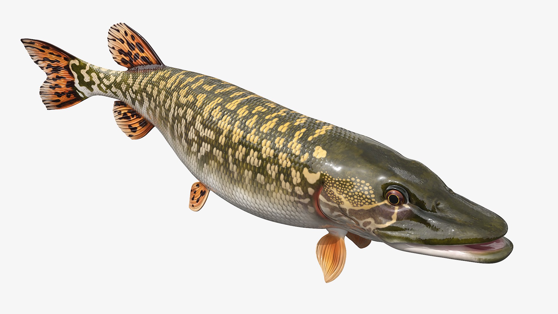 3D Northern Pike Fish Rigged For Maya model https://p.turbosquid.com/ts-thumb/hR/SOPLWZ/DK/northern_pike_fish_rigged_for_maya_006/jpg/1780255023/1920x1080/fit_q87/e300f0128e8cf10c52aed035dd673bf8d872cd15/northern_pike_fish_rigged_for_maya_006.jpg