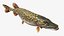 Northern Pike Fish Rigged For Maya