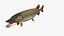 Northern Pike Fish Rigged For Maya