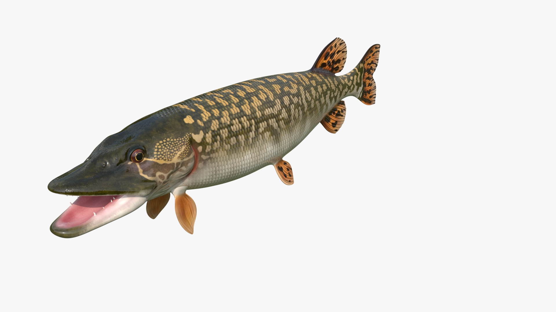 3D Northern Pike Fish Rigged For Maya model https://p.turbosquid.com/ts-thumb/hR/SOPLWZ/QD/northern_pike_fish_rigged_for_maya_360/jpg/1780254944/1920x1080/turn_fit_q99/1da6facd40e3bbaaf601b9f5e1d136456843a297/northern_pike_fish_rigged_for_maya_360-1.jpg