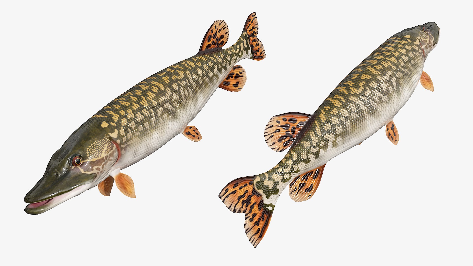 3D Northern Pike Fish Rigged For Maya model https://p.turbosquid.com/ts-thumb/hR/SOPLWZ/Wu/northern_pike_fish_rigged_for_maya_002/jpg/1780254941/1920x1080/fit_q87/14616f8c9e0e4ef409b281d10b5053b739e6b50f/northern_pike_fish_rigged_for_maya_002.jpg