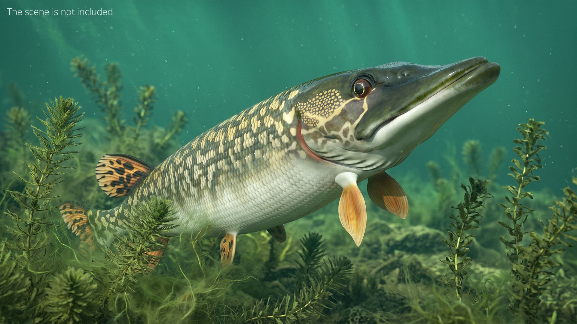 3D Northern Pike Fish Rigged For Maya model https://p.turbosquid.com/ts-thumb/hR/SOPLWZ/aE/northern_pike_fish_rigged_for_maya_003/jpg/1780255011/1920x1080/fit_q87/77afc953a88c3e7312aab1b41b4d4864370d07d1/northern_pike_fish_rigged_for_maya_003.jpg