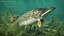 Northern Pike Fish Rigged For Maya