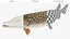 Northern Pike Fish Rigged For Maya