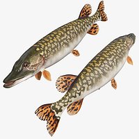 Northern Pike Fish Rigged For Maya