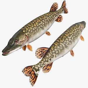Northern Pike Fish Rigged For Maya