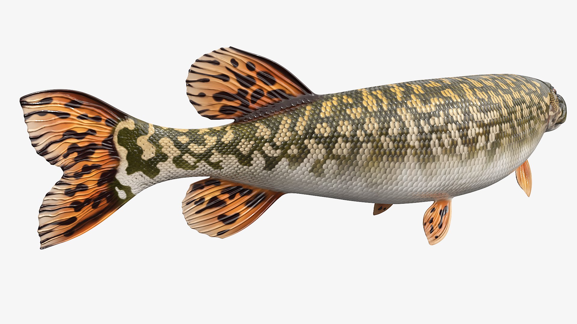 3D Northern Pike Fish Rigged For Maya model https://p.turbosquid.com/ts-thumb/hR/SOPLWZ/tY/northern_pike_fish_rigged_for_maya_005/jpg/1780255019/1920x1080/fit_q87/317150c3615a1c92cda80f0aa577f132ff689afa/northern_pike_fish_rigged_for_maya_005.jpg