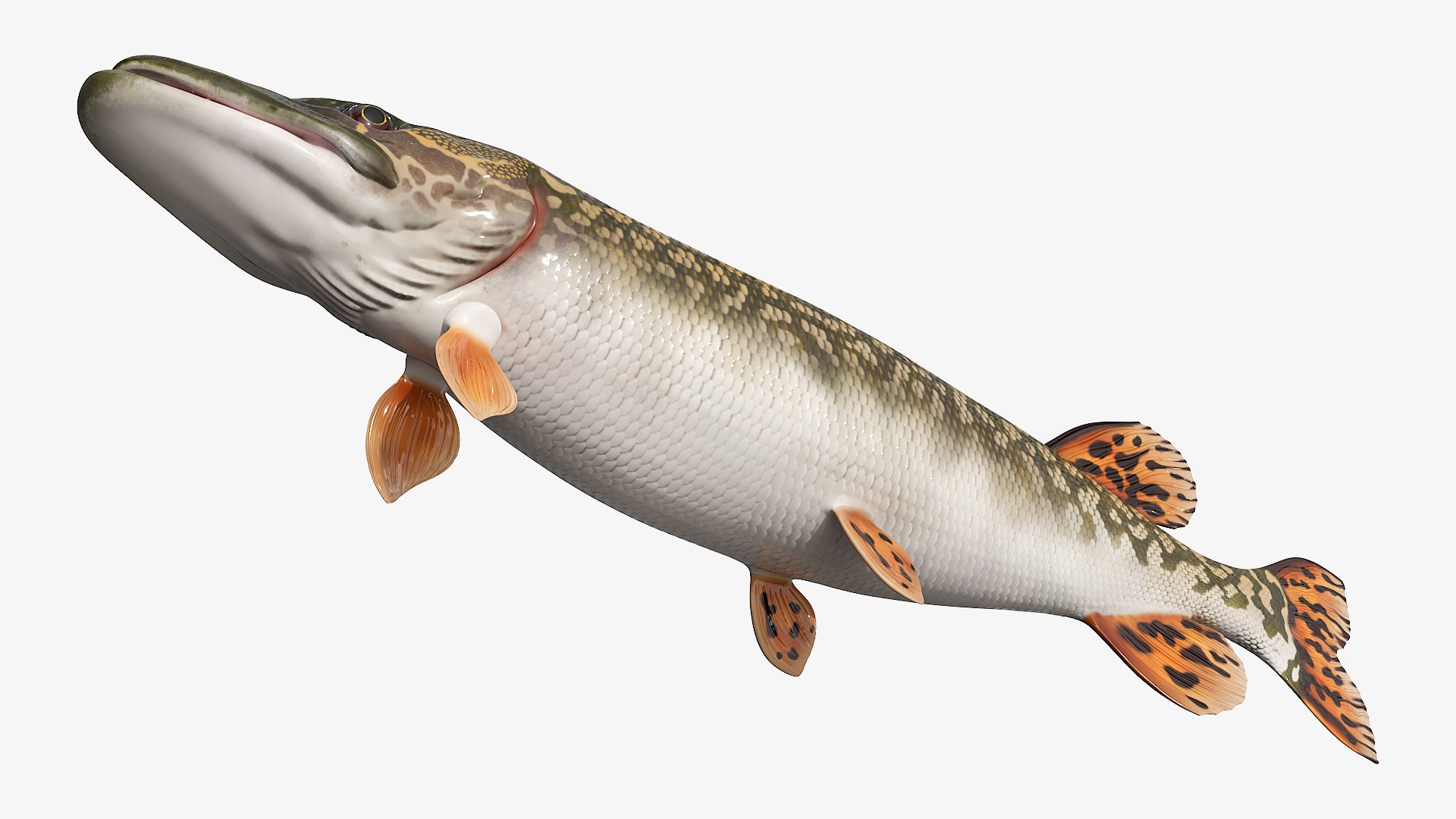 3D Northern Pike Fish Rigged For Maya model https://p.turbosquid.com/ts-thumb/hR/SOPLWZ/x0/northern_pike_fish_rigged_for_maya_007/jpg/1780255026/1920x1080/fit_q87/dcbf072e40bef6f68802f135b2f8b4199e8aeeed/northern_pike_fish_rigged_for_maya_007.jpg