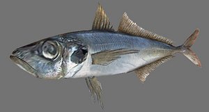 Horsemackerel (Trachurus)