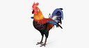 Rooster