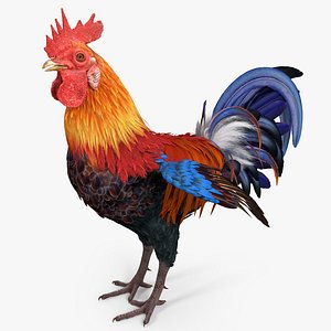 3d rooster colors realistic model