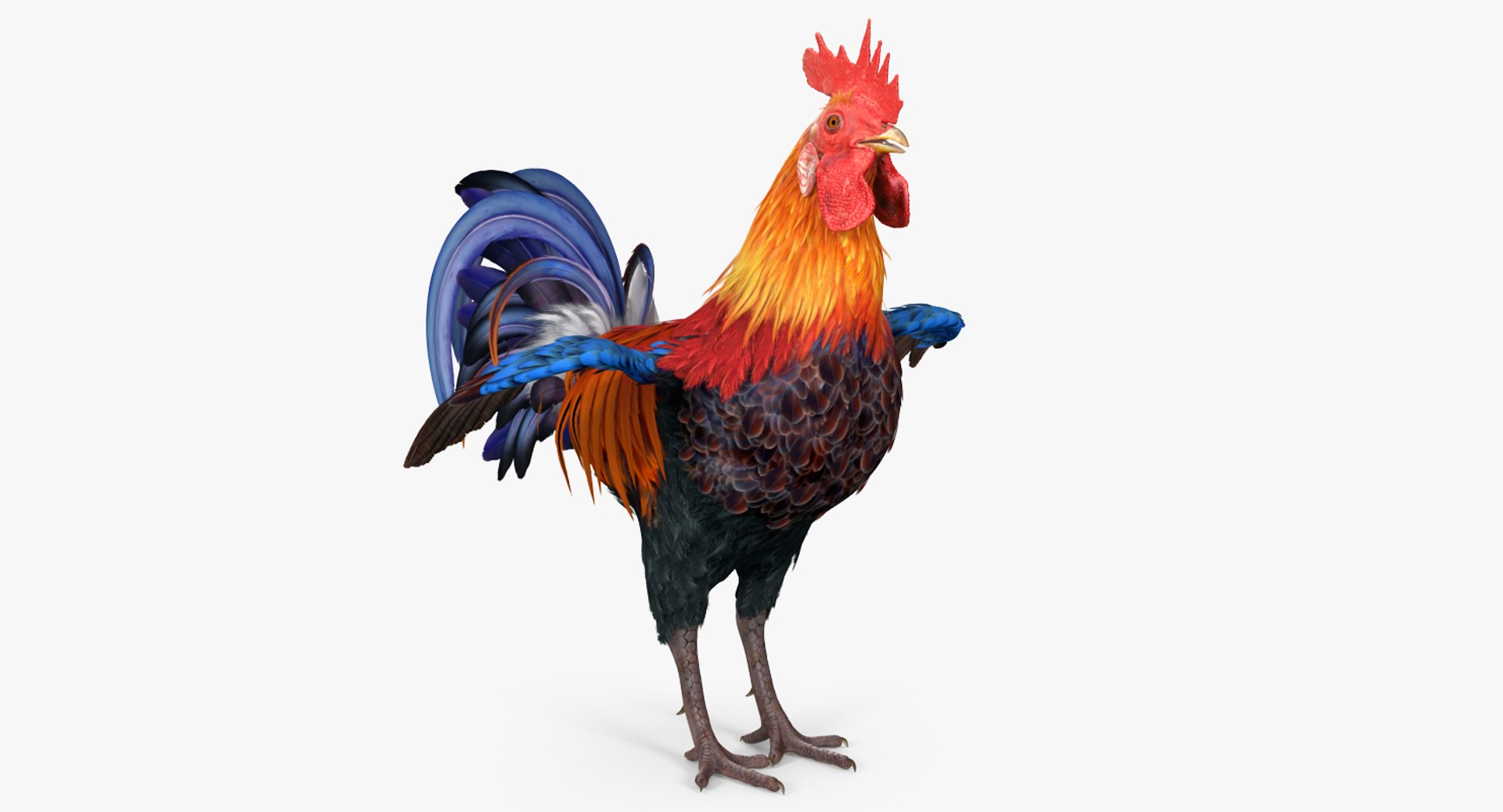 3d rooster colors realistic model https://p.turbosquid.com/ts-thumb/hR/XhFhqe/oerkfY1o/roostervray3dmodel003/jpg/1479460012/1920x1080/fit_q87/0312d9443b84d989127237e150609dd310b3bf4f/roostervray3dmodel003.jpg