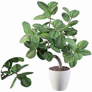 ficus benghalensis